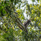 Image for article titled Ghost Monkeys Foretell Rainforest Destruction (Yes, Really)